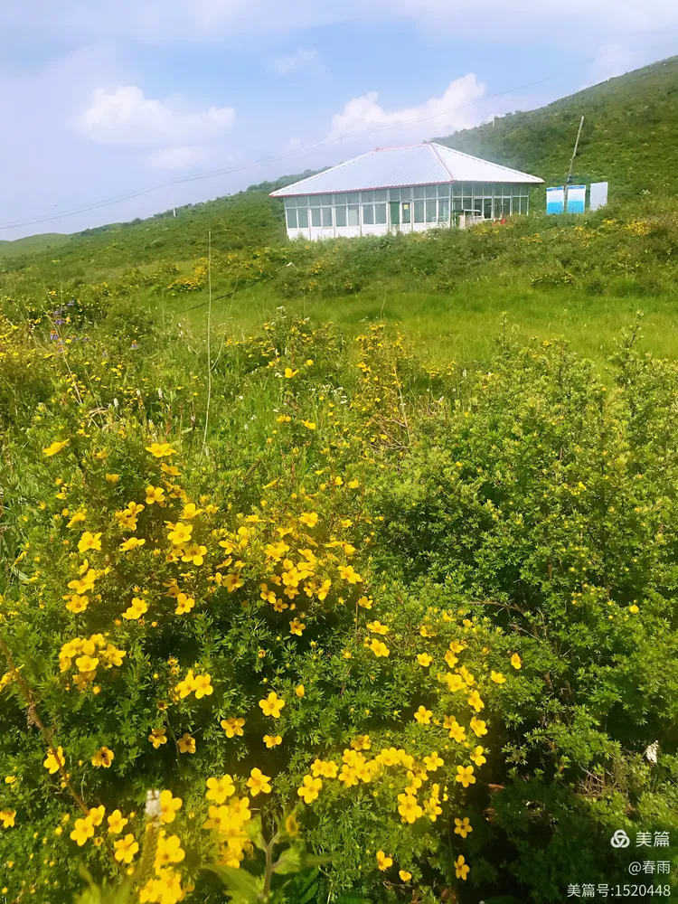 积石山黄草坪